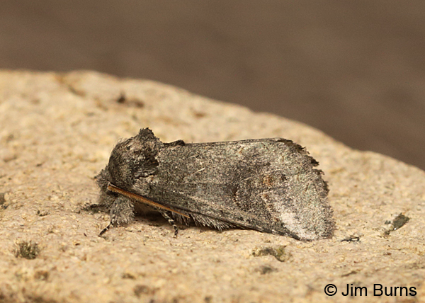 Heterocampa lunata dorsolateral, Arizona